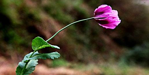 《塔罗斯的法则2》玩家数突破10万 Steam好评如潮